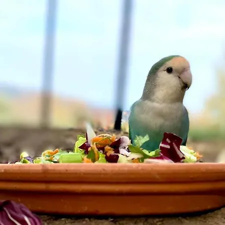 Nyaraló Anima Gea Experience