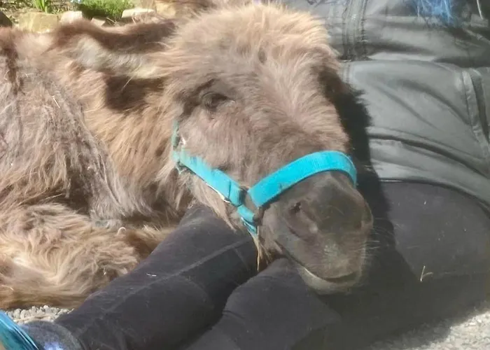 Anima Gea Experience Dom wakacyjny Múggia