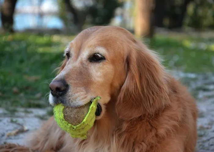 Anima Gea Experience