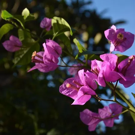 Сasa de vacaciones Anima Gea Experience Múggia