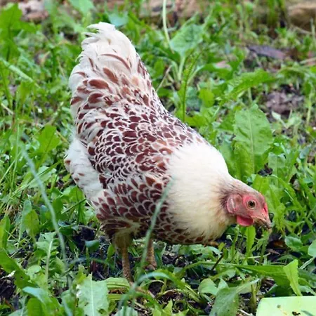 Anima Gea Experience * Múggia