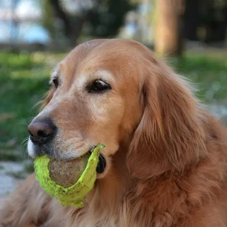 Anima Gea Experience