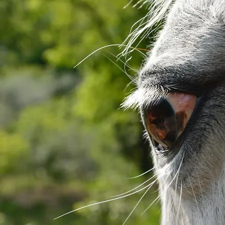 Сasa de vacaciones Anima Gea Experience